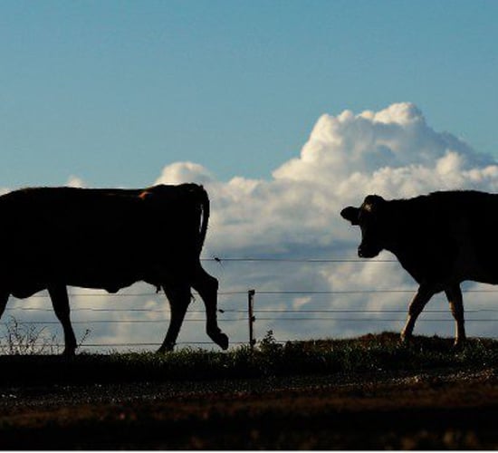 $4 billion wiped off the value of China's biggest dairy company