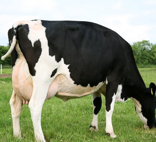 Top livestock and forestry producers in the country revealed at RDS Awards
