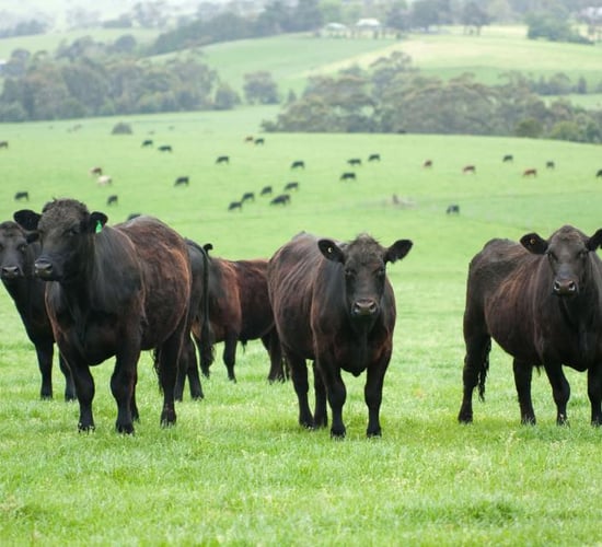 Students promote Irish Angus in the hope of winning 5 calves