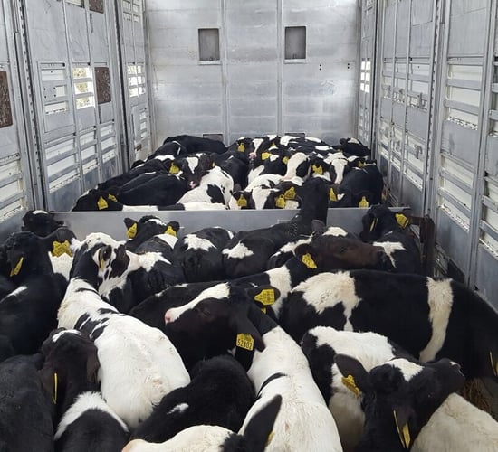 Replacement ferry gets green light to carry calves for live export