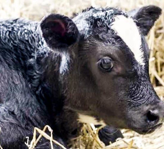 Tables: ICBF updates beef and dairy gestation length figures