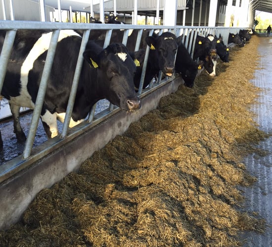 Treating dairy cows for parasites at drying off