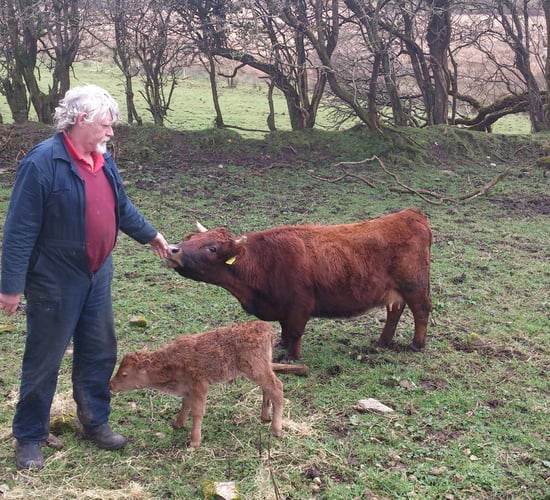 Video: Farmer's joy as world's smallest cow gives birth in Co. Sligo