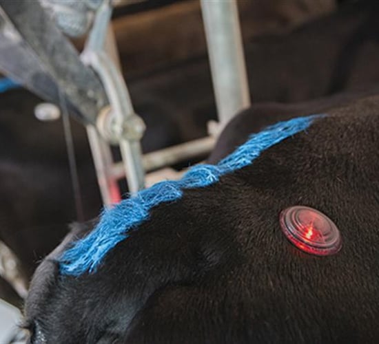 Video: Taking the guesswork out of identifying bulling cows