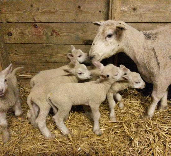 6 sets of quintuplet lambs born on one lucky Offaly farm