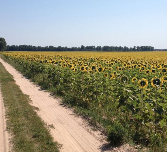 Ukrainian agricultural boom: Why it matters to Irish farmers