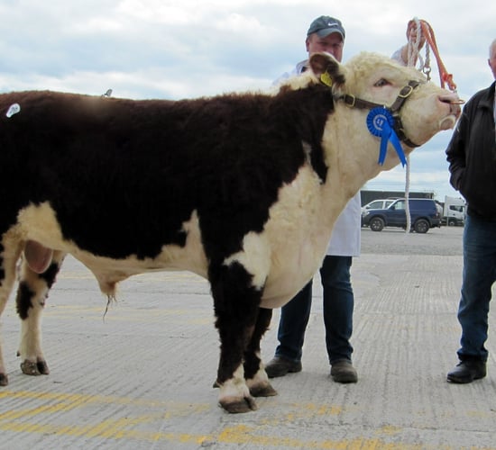 Pics: Hereford bulls reach a €2,880 average at Kilmallock sale