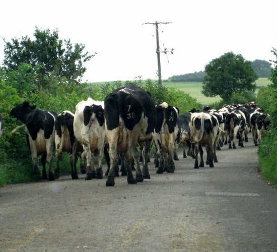 Map: TB blackspots identified as 2,849 cattle test positive