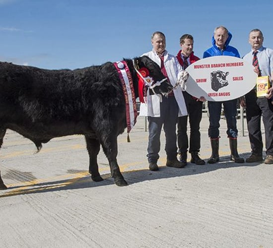 Top price of €3,650 paid at Munster Angus Premier Sale