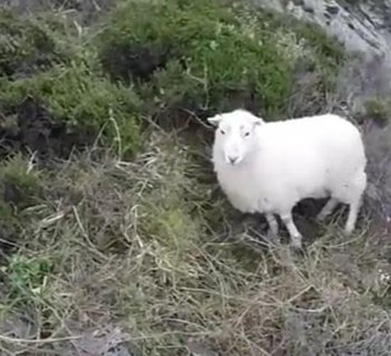 Video: Sheep rescued from cliff face after being chased by dog