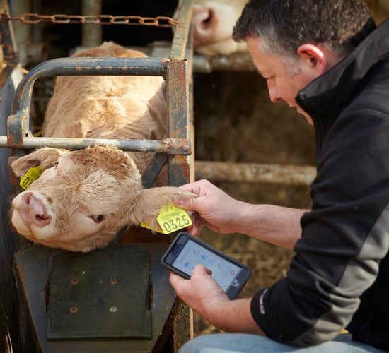 Farmers take an app-savvy approach to calf registrations