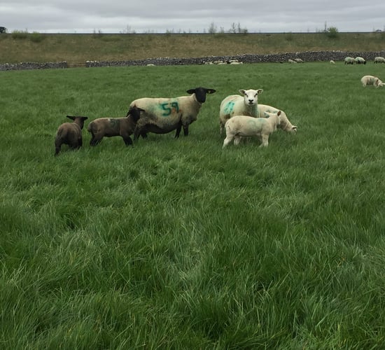 Prolificacy and stocking rate drive sheep farm performance