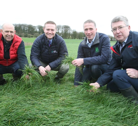 High output from a grass-based sheep system in Co. Westmeath