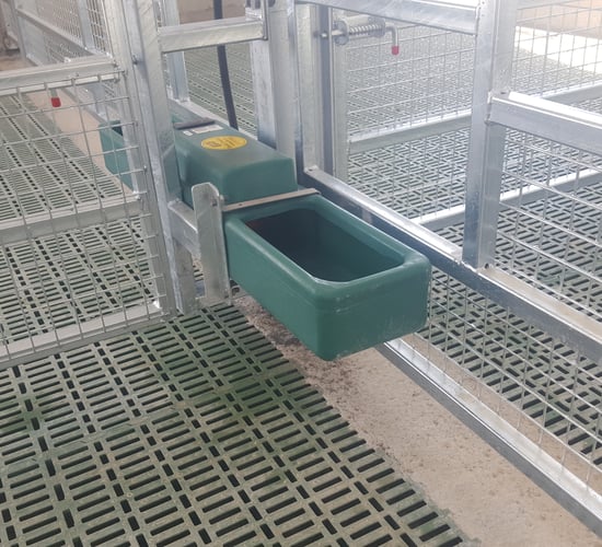 Calf health: Do your calves have enough access to water?