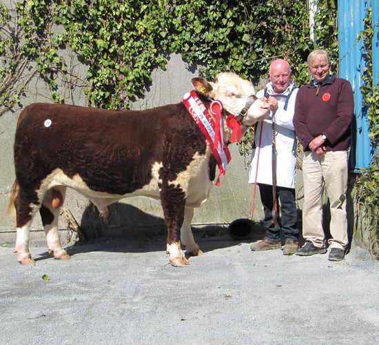 Pics: Buyers dig in deep at Hereford Show and Sale