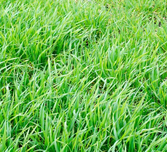 Tillage management: Identifying growth stages in your crops