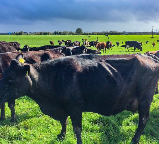 Expanding with crossbreds: 'Too many people regret the opportunities they didn't take'