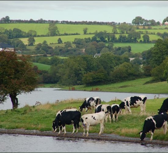 Cattle rustlers: Close to 30 cattle stolen in 2 separate incidents