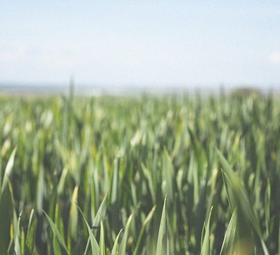 Minister urged to engage with grain growers over tillage decline