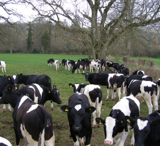 Deadline approaches for Teagasc diploma applications
