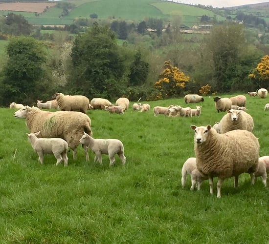 How successful was your 2018 lambing?
