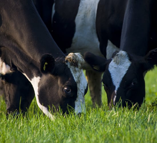 Why grass variety selection is such a talking point