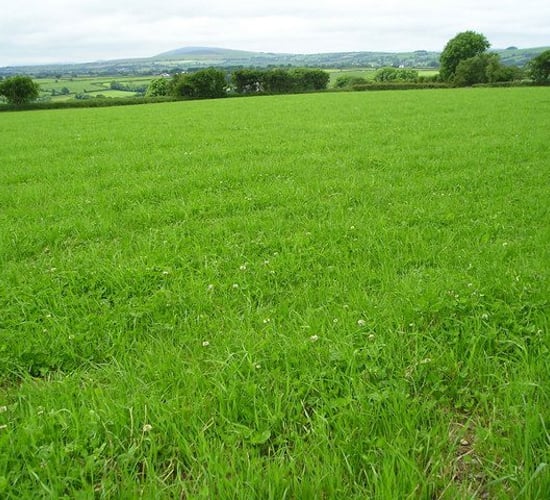 Grass advice: Making the most of your 'cover'