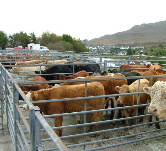 Strong trade recorded in marts across the country