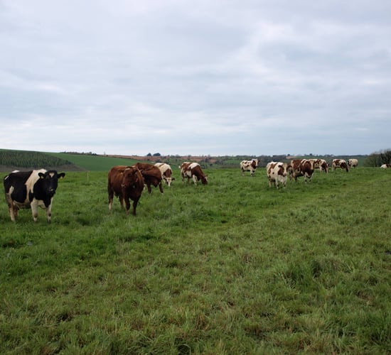3 dairy farms to map their transition to robotic milking at Lely open days
