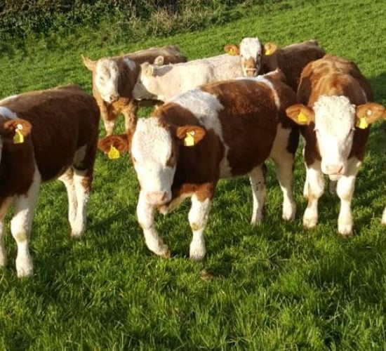 Ireland's first sale of genotyped four and five-star heifers to take place