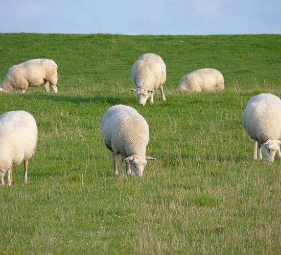 Video: A day in the life of a mobile plunge sheep dipper