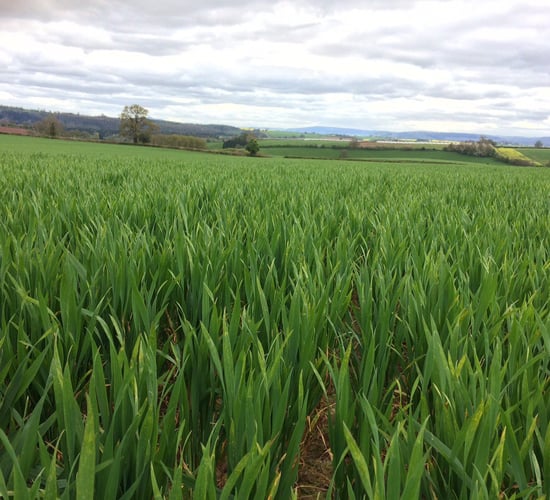 RCSI teams up with Syngenta on project to protect crops