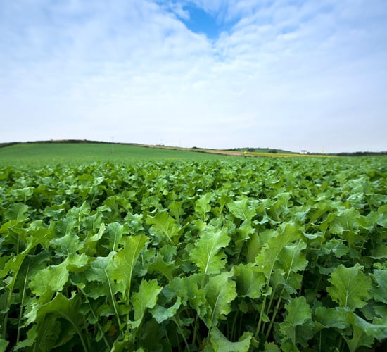 Brassicas: How forage crops can play a valuable role?