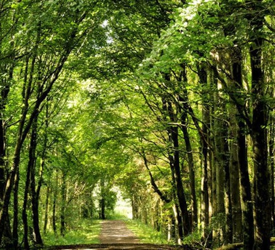 Microsoft backs new afforestation initiative