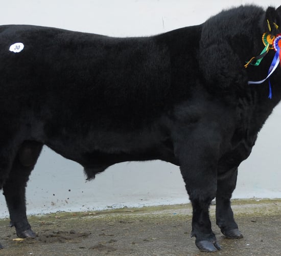 Pedigree Angus skills demo day in the midlands this Saturday