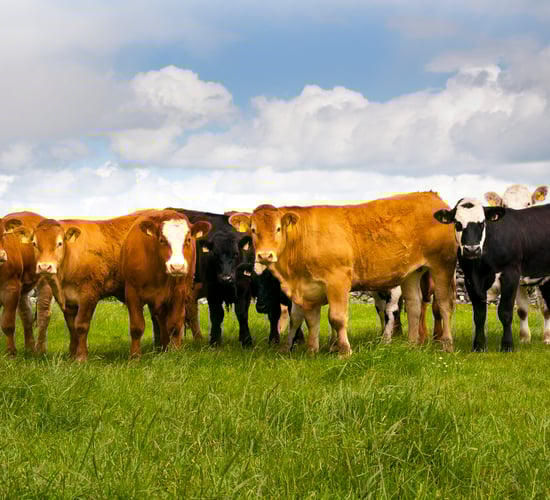 Teagasc issue dry weather advice for farmers