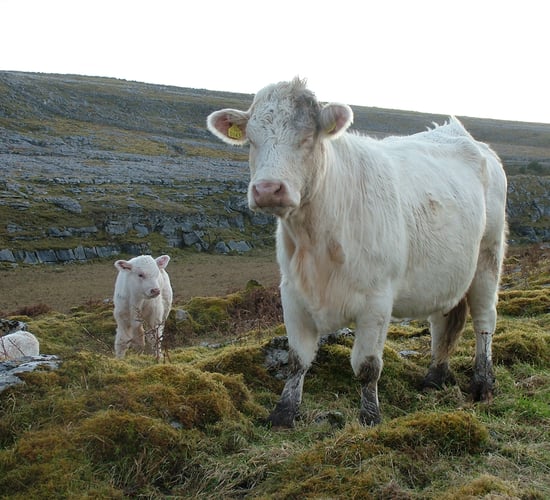 BurrenLIFE project nominated for Green Awards