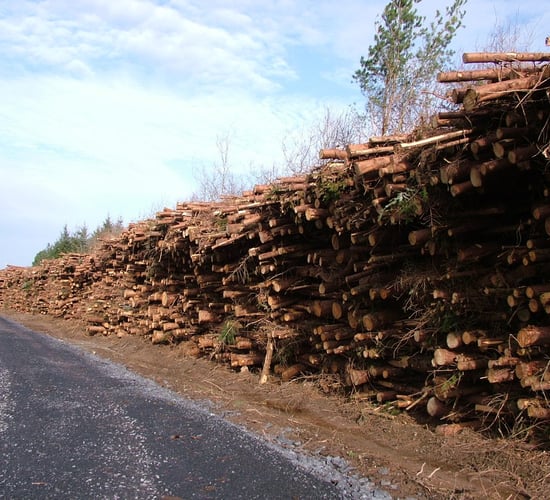 Video: How to maximise output from your farm forestry