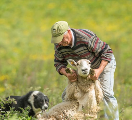 Dublin farmer's dog takes to herding like to a duck to water