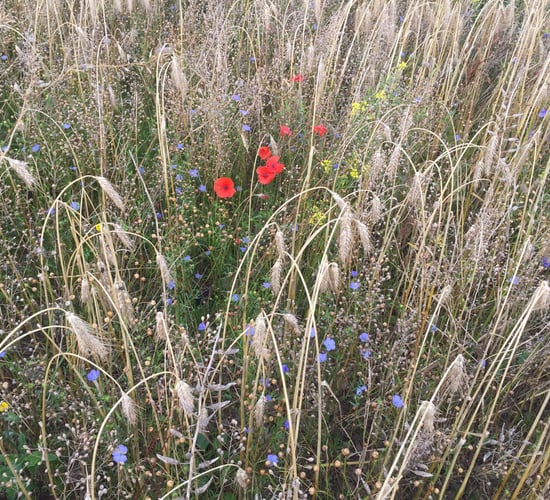 Triticale results in less vermin in wild bird cover