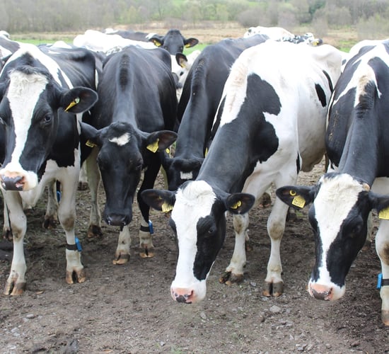 Worker burn-out is ’zero-sum’ game for welfare of livestock