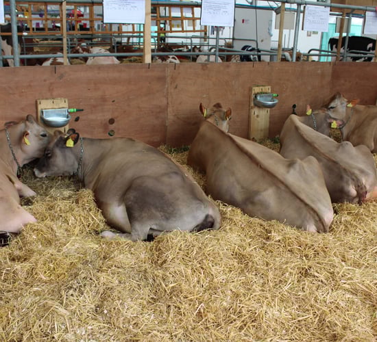 Fleming family notches up 8th Dairy Championship success at Balmoral Show