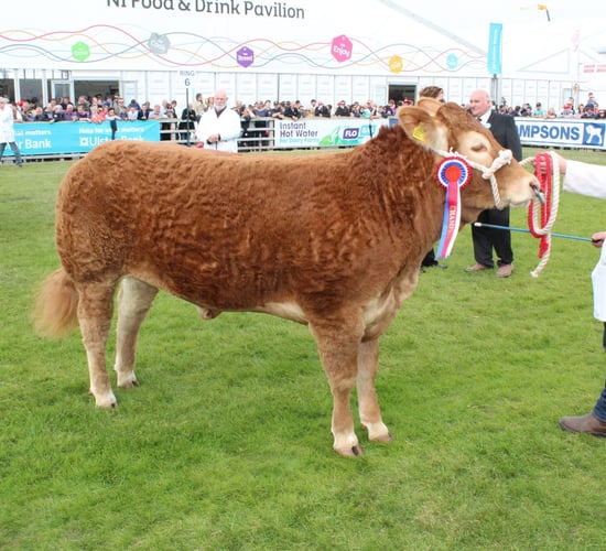 Record crowds at Balmoral Show 2017
