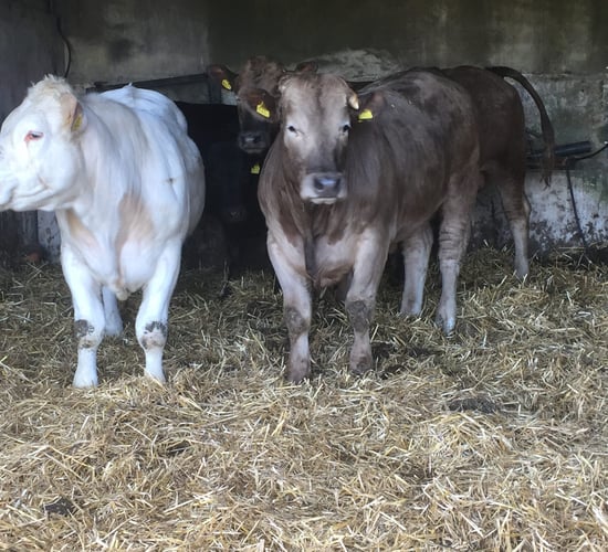 Organic farming: Beef finisher sourcing 100% of feedstuffs from within the farm gate
