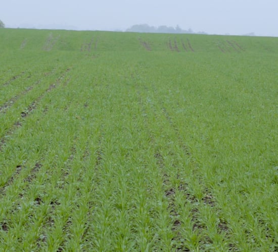 CROPS WATCH UPDATE: Pig slurry works wonders for spring barley establishment