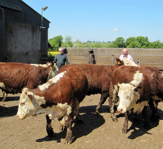 Over 100 pedigree Irish Herefords depart for Russia