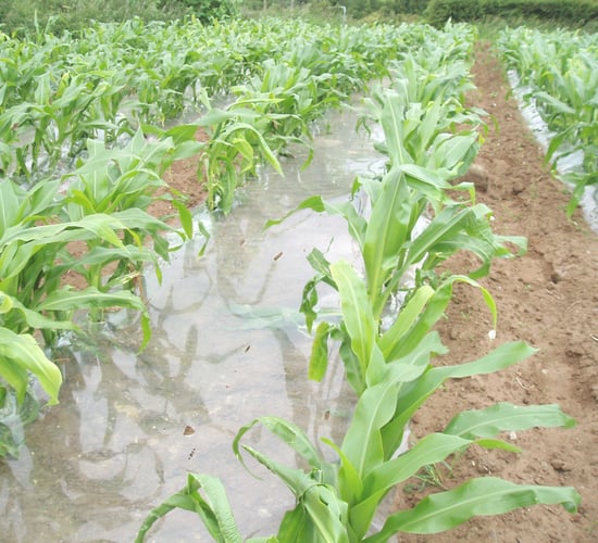 Maize recommended list published