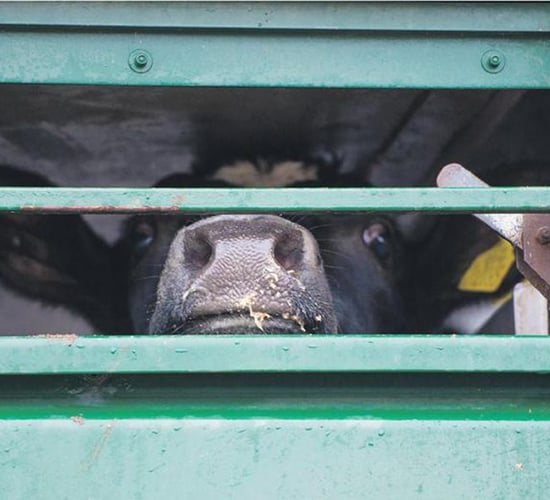 Livestock haulier slapped with €4,000 fine over ‘misleading records’