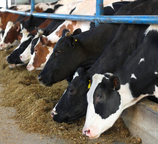 Brewers Grains unlocks the potential of a Co. Meath dairy farm