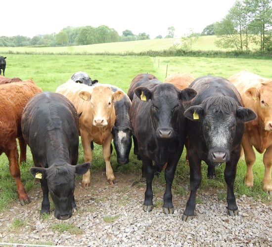 Dail fodder debate was 3 weeks too late